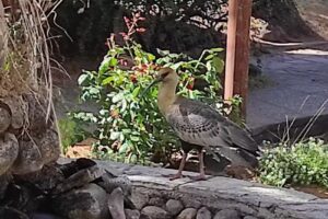 Cabañas Luz de Luna
