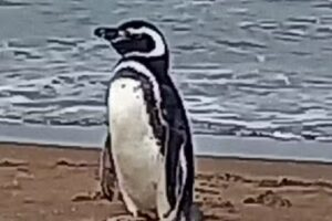 Cabañas Maikai (Marisol)