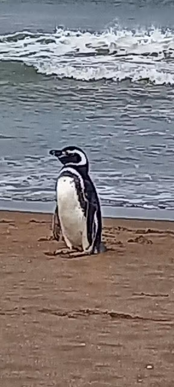 Cabañas Maikai (Marisol)