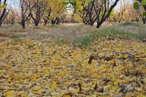 Cabañas Nuestro Sueño