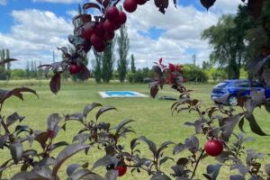 Cabañas ” Pinar de Azul”