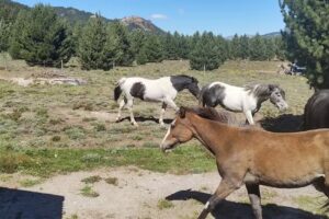 Cabañas Santa Irene Meliquina