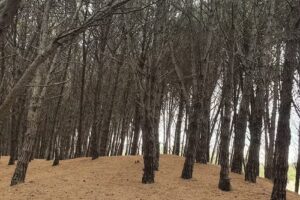Cabañas “Sueños del Bosque” NECOCHEA