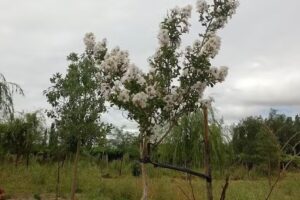 Cabañas ” Tierra Encanto”