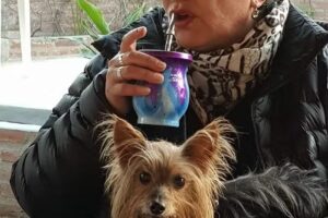 Cabañas Usina Vieja