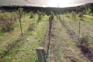 Cabañas Villa Los Alamos