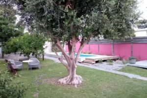 Caipirinhas departamentos