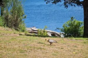 Camping Agreste Bahía Steffen