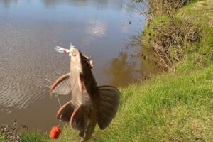 Camping Club Atlético River Plate Areco