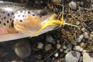 Camping del Hotel Bella Vista