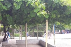 Camping Del Sindicato De Petroleros Privados