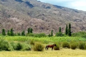 camping hostel indigo