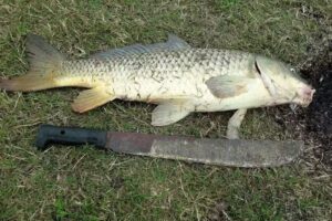 Camping, La Cascada, Castelli, Buenos Aires