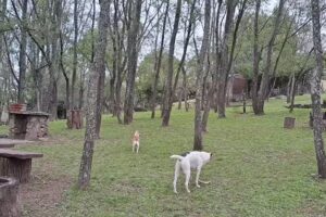 Camping las acacias familia Vizcarra