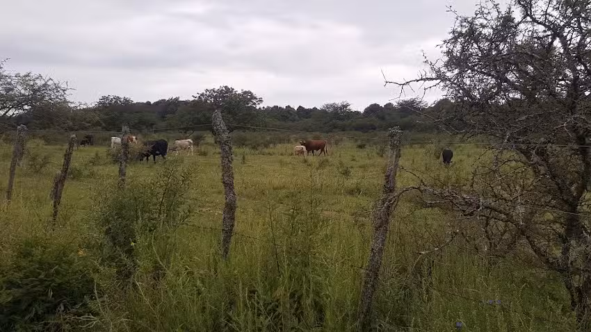 Camping Los Abuelos