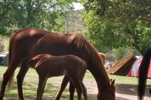 Camping Los Almendros