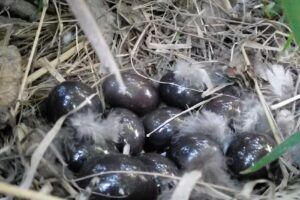 Camping “Los Tres Enanos”