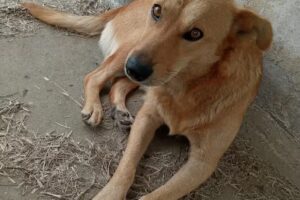 Camping Malvinas Argentinas