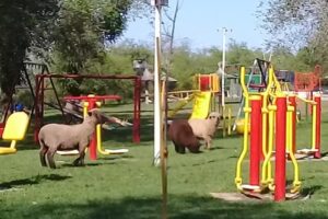 Camping Municipal – 8 de Noviembre