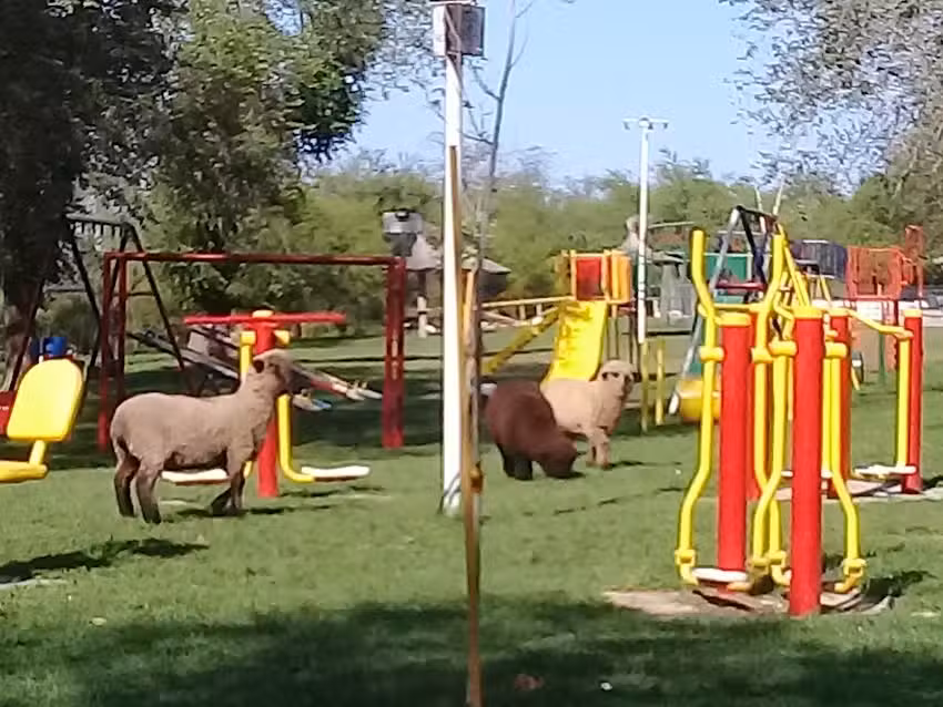 Camping Municipal – 8 de Noviembre