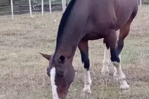 Camping Rural La Correntina