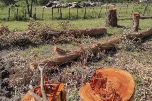 Camping Termas de Chajarí