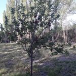 Camping y Cabañas “El Molino”