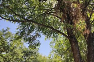 Camping y Cabañas Piedras Rosadas