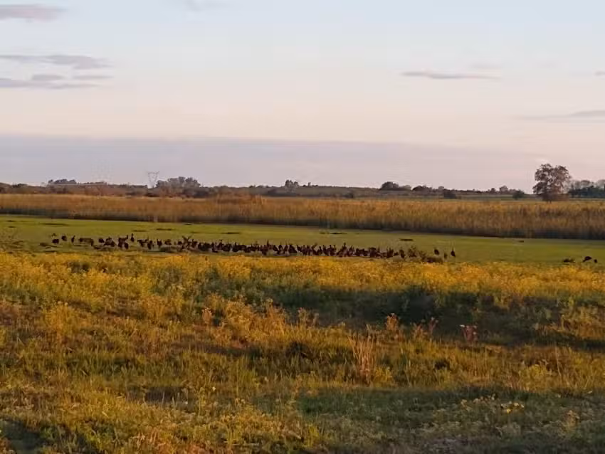 Campo La Bombonera (ADN Ramos)
