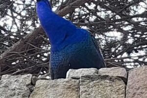 Cariló Paradise Apart Hotel & Spa