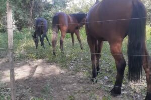 Casa De Campo En Santa Rosa