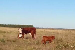 Casa de campo Itapúa