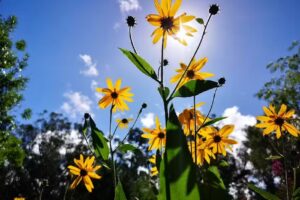 Casa de campo, surf,pesca y golf