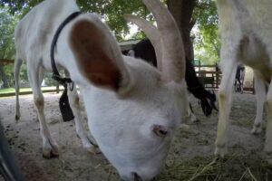Casablanca La Granja de Capilla