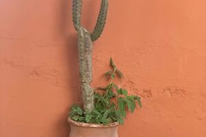 Cerro Chico Brochero