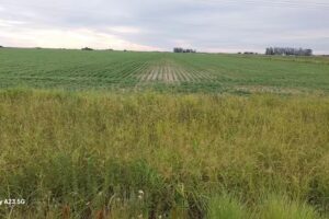 Colonia Teresa pesca y alojamiento