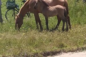 Complejo Cabañas del Tuyú