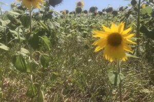 Complejo de cabañas “El Abuelo”