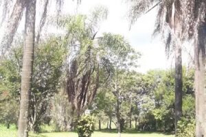 Complejo Los Eucaliptos