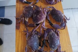 Complejo Restingas 350