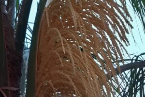 Complejo Termal La Posada del Pescador