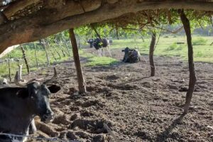 Complejo Turistico Jarana