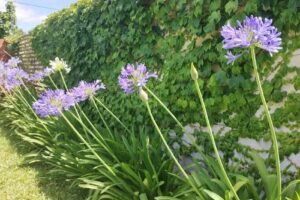 Departamento en Federación