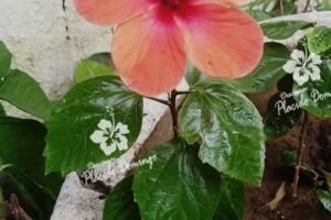 DESCANSO PLACIDO DOMINGO