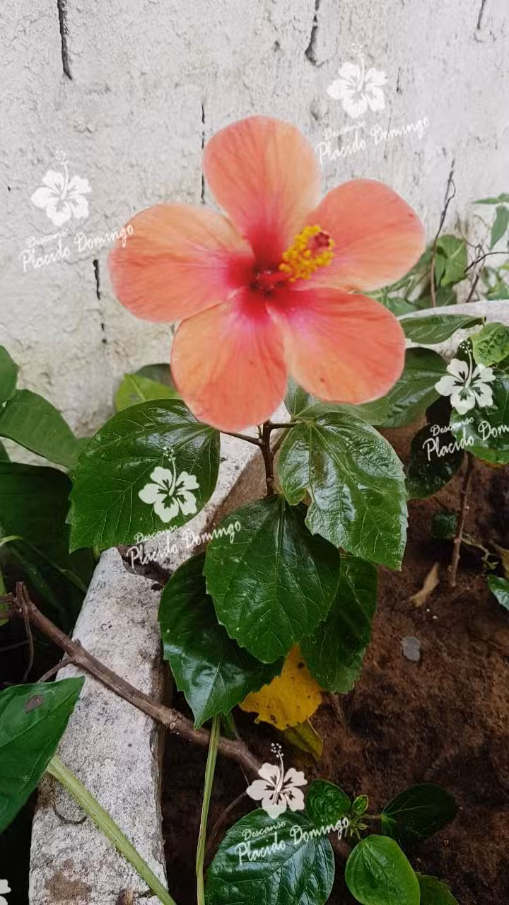 DESCANSO PLACIDO DOMINGO