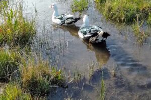 Don Edmundo Trevelin