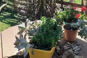 Dormís – El Colibrí