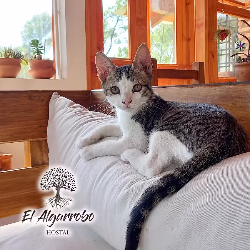 El Algarrobo