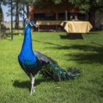 El Encuentro Casa De Campo