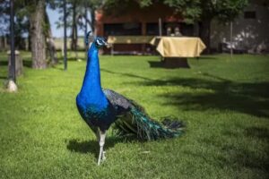 El Encuentro Casa De Campo